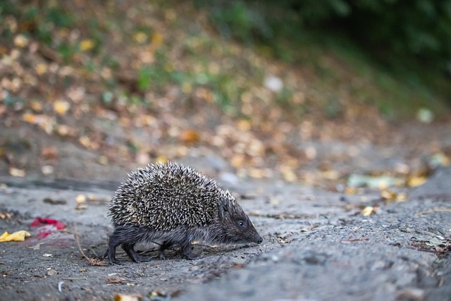 主力球员伤 主力球员伤